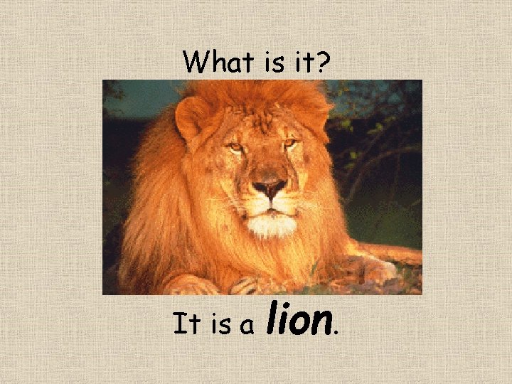 What is it? It is a lion. 