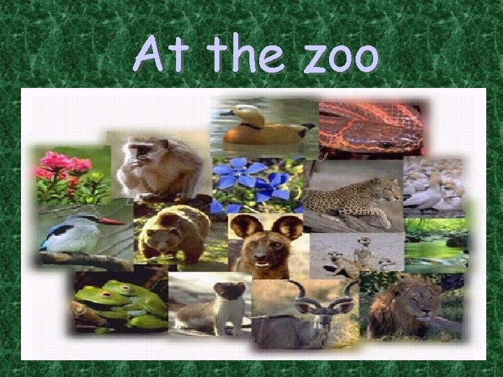 At the zoo 
