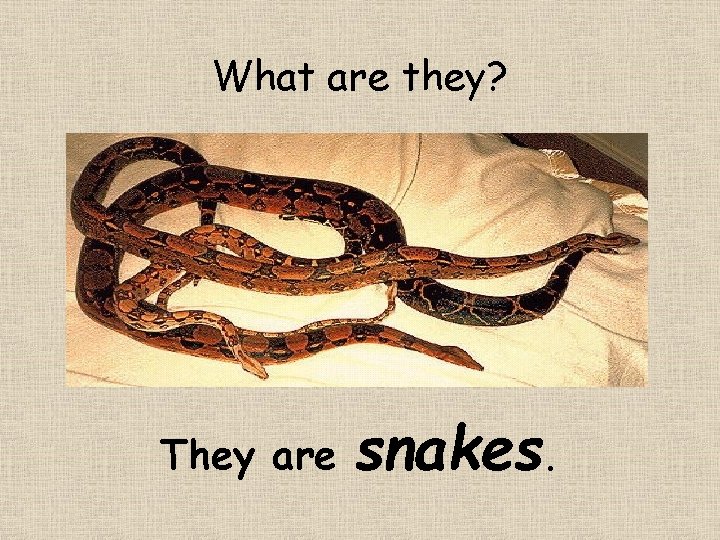 What are they? They are snakes. 
