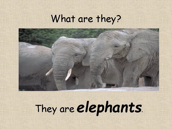 What are they? They are elephants. 