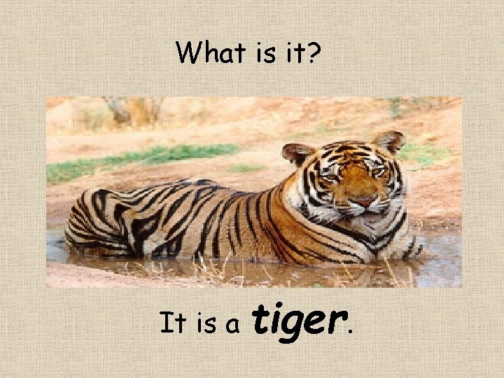 What is it? It is a tiger. 
