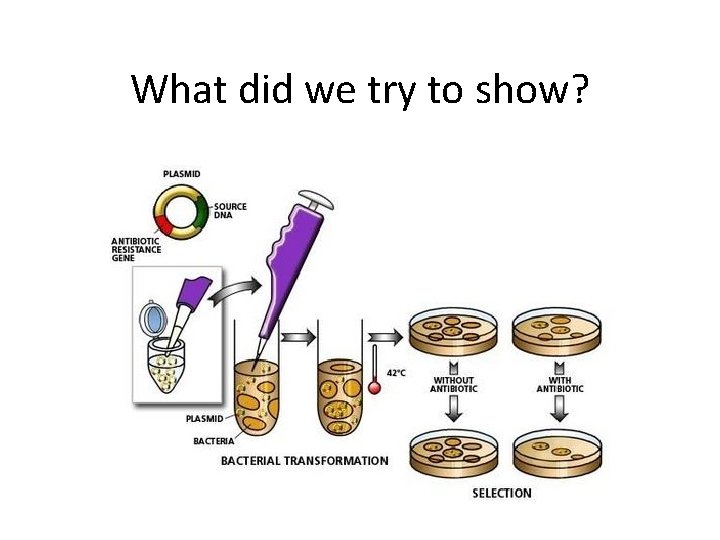 What did we try to show Bacterial Transformation