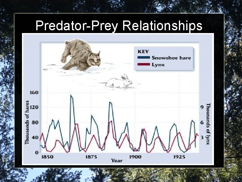 Predator-Prey Relationships 