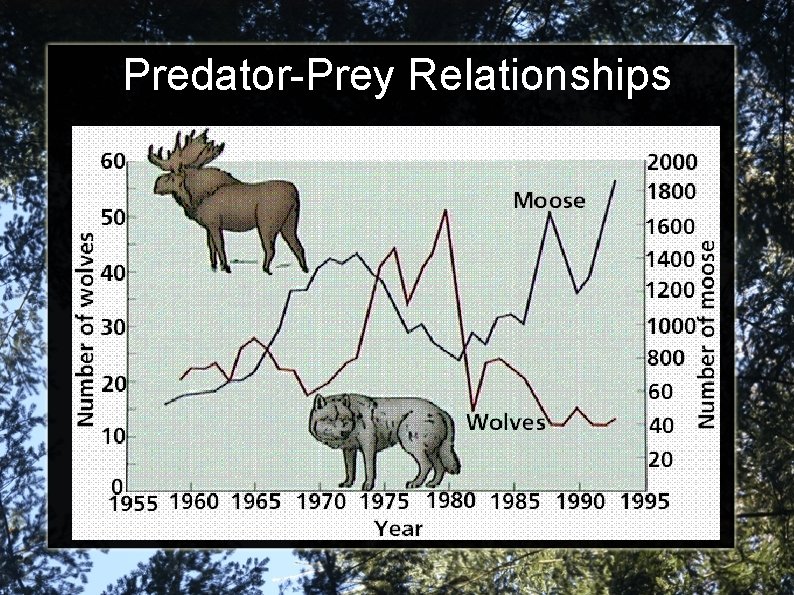 Predator-Prey Relationships 