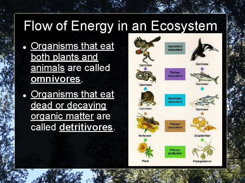 Flow of Energy in an Ecosystem Organisms that eat both plants and animals are