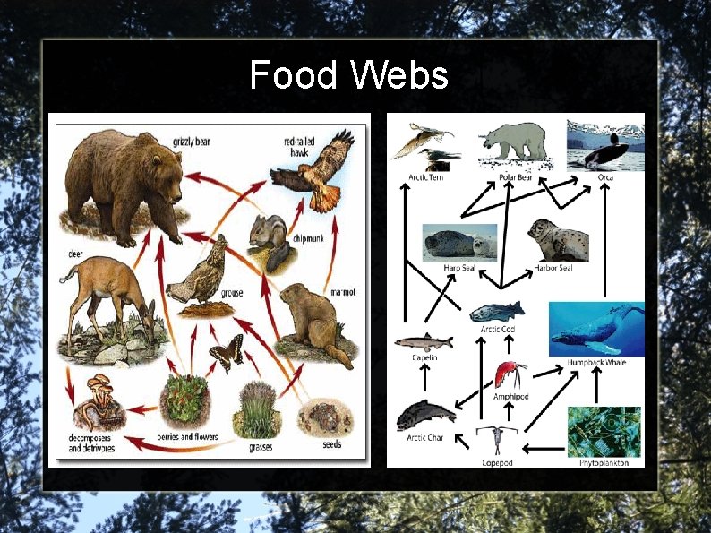 Food Webs 