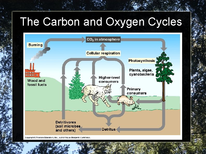 The Carbon and Oxygen Cycles 