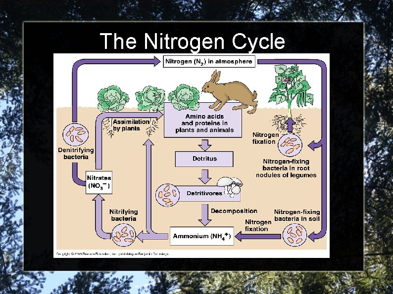 The Nitrogen Cycle 