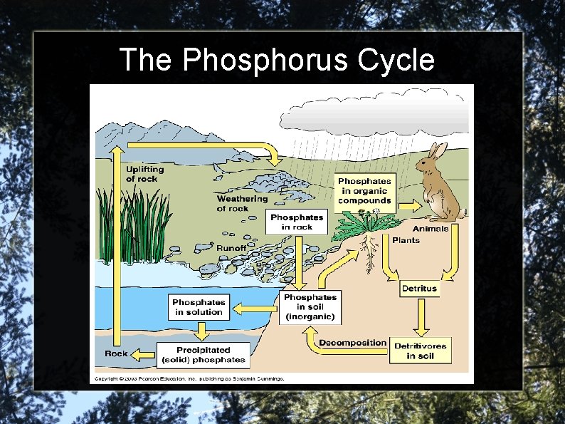 The Phosphorus Cycle 