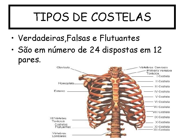 TIPOS DE COSTELAS • Verdadeiras, Falsas e Flutuantes • São em número de 24