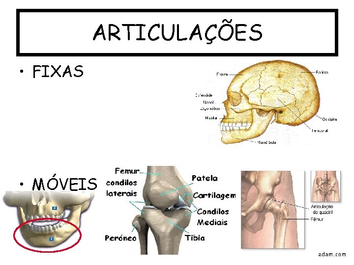 ARTICULAÇÕES • FIXAS • MÓVEIS 