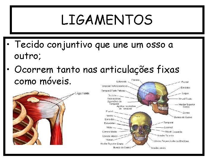 LIGAMENTOS • Tecido conjuntivo que une um osso a outro; • Ocorrem tanto nas