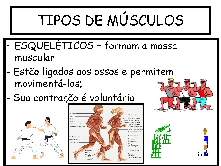 TIPOS DE MÚSCULOS • ESQUELÉTICOS – formam a massa muscular - Estão ligados aos