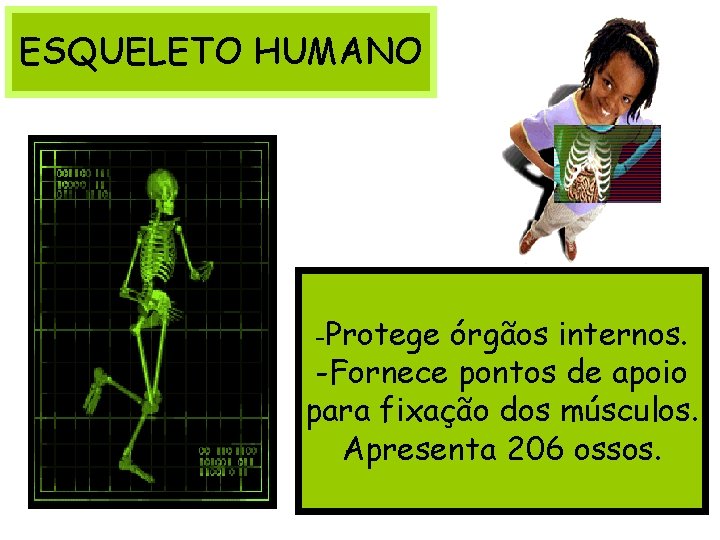 ESQUELETO HUMANO -Protege órgãos internos. -Fornece pontos de apoio para fixação dos músculos. Apresenta