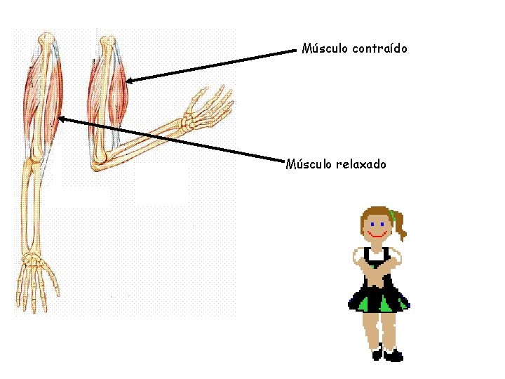 Músculo contraído Músculo relaxado 
