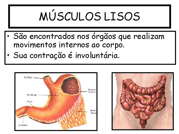 MÚSCULOS LISOS • São encontrados nos órgãos que realizam movimentos internos ao corpo. •