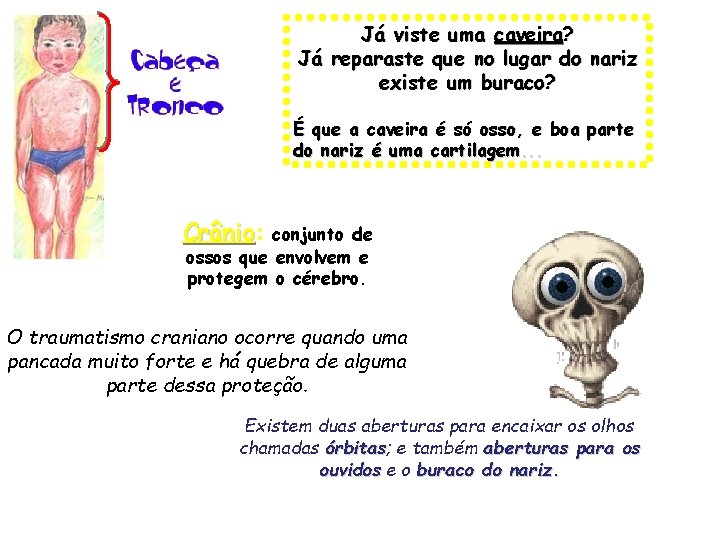 Já viste uma caveira? Já reparaste que no lugar do nariz existe um buraco?