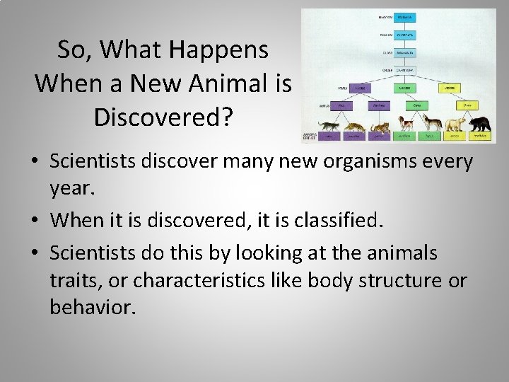 So, What Happens When a New Animal is Discovered? • Scientists discover many new