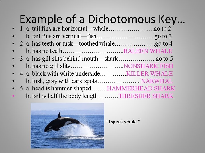  • • • Example of a Dichotomous Key… 1. a. tail fins are