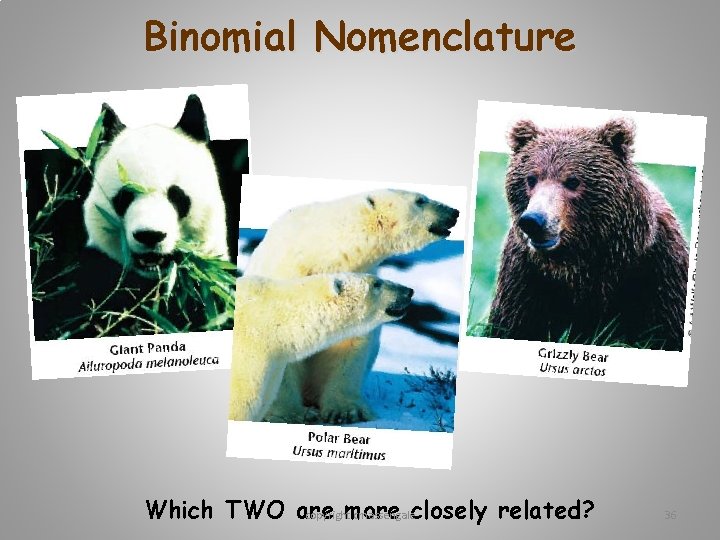 Binomial Nomenclature Which TWO are more copyright cmassengaleclosely related? 36 