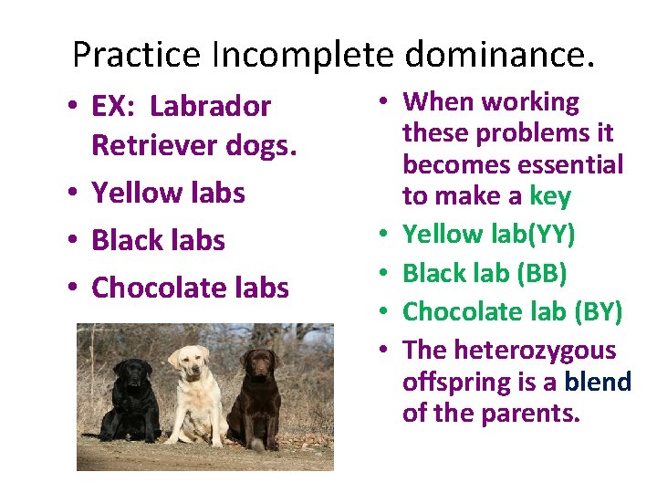 Practice Incomplete dominance. • EX: Labrador Retriever dogs. • Yellow labs • Black labs