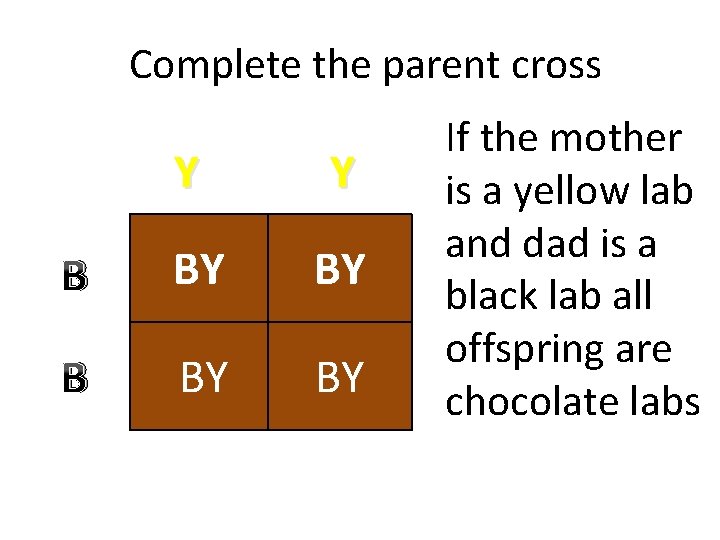Complete the parent cross Y Y B BY BY If the mother is a