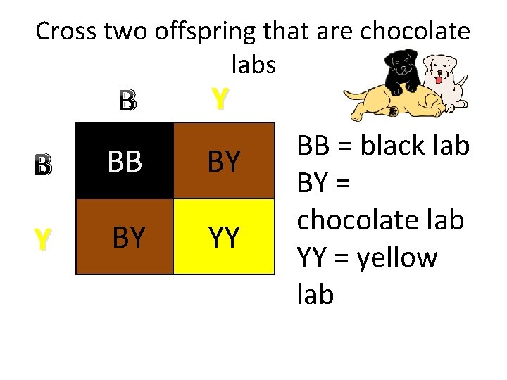 Cross two offspring that are chocolate labs B Y B BB BY YY BB