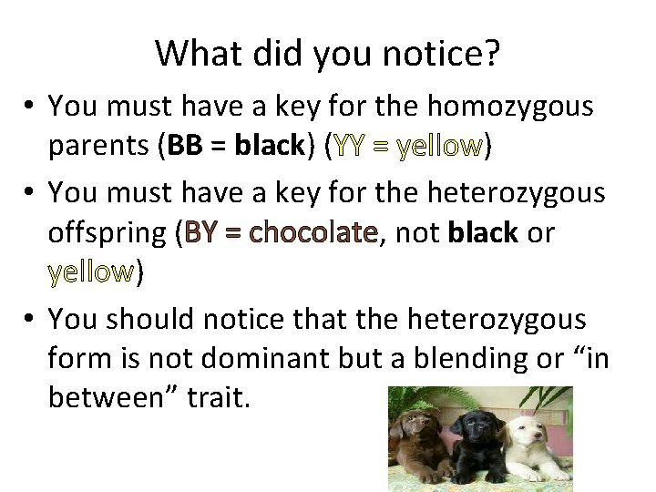 What did you notice? • You must have a key for the homozygous parents