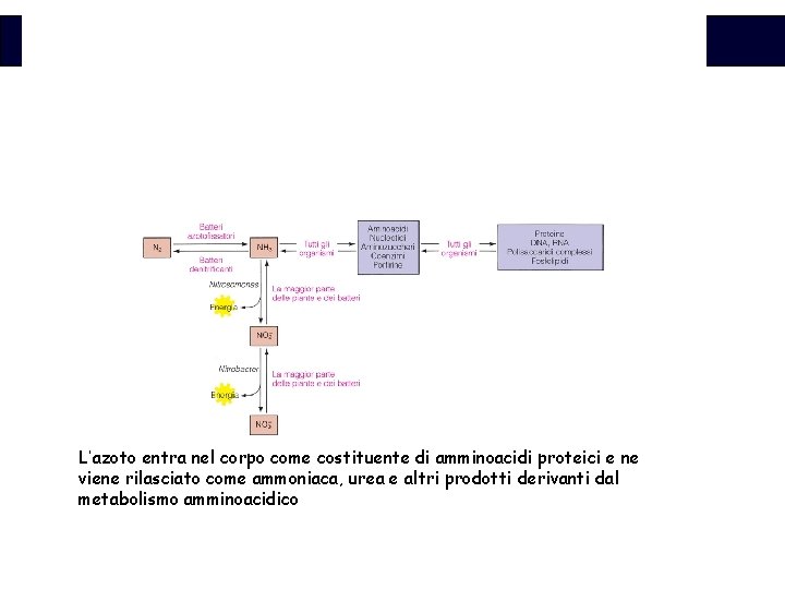 Biochimica L’azoto entra nel corpo come costituente di amminoacidi proteici e ne viene rilasciato