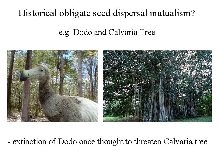 Historical obligate seed dispersal mutualism? e. g. Dodo and Calvaria Tree - extinction of