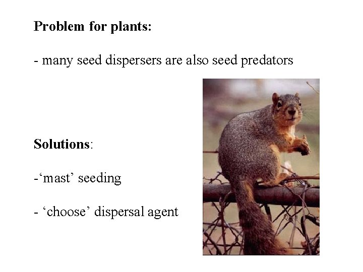 Problem for plants: - many seed dispersers are also seed predators Solutions: -‘mast’ seeding