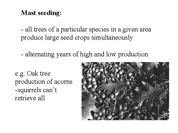 Mast seeding: - all trees of a particular species in a given area produce