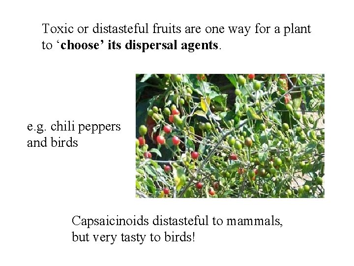 Toxic or distasteful fruits are one way for a plant to ‘choose’ its dispersal