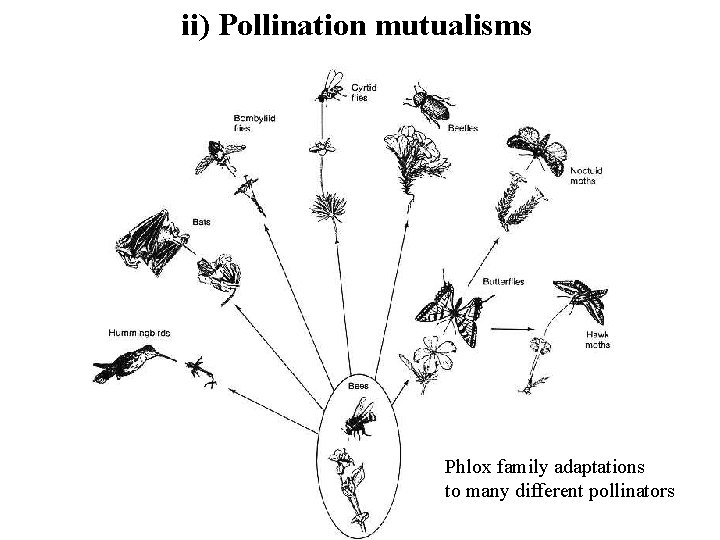ii) Pollination mutualisms Phlox family adaptations to many different pollinators 