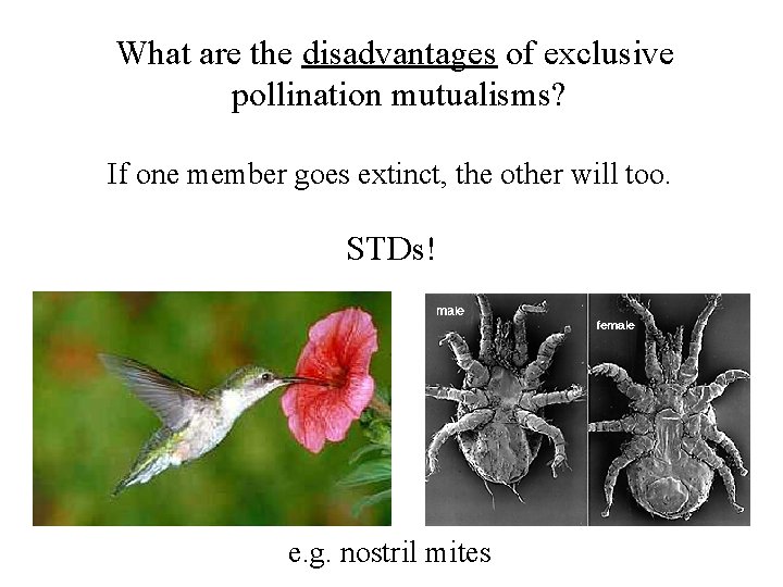 What are the disadvantages of exclusive pollination mutualisms? If one member goes extinct, the