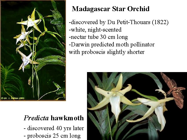 Madagascar Star Orchid -discovered by Du Petit-Thouars (1822) -white, night-scented -nectar tube 30 cm