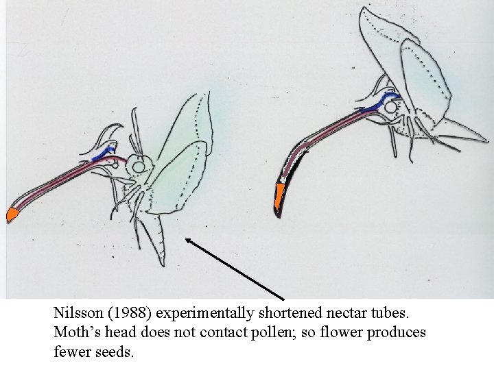 Nilsson (1988) experimentally shortened nectar tubes. Moth’s head does not contact pollen; so flower