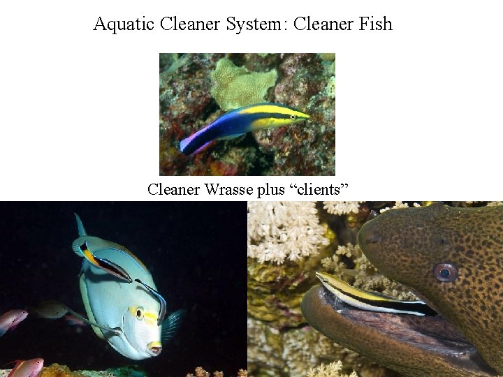 Aquatic Cleaner System: Cleaner Fish Cleaner Wrasse plus “clients” 
