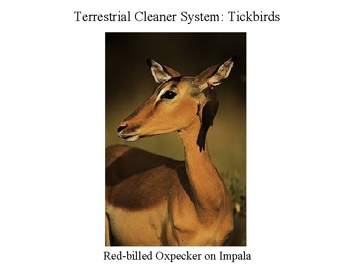 Terrestrial Cleaner System: Tickbirds Red-billed Oxpecker on Impala 
