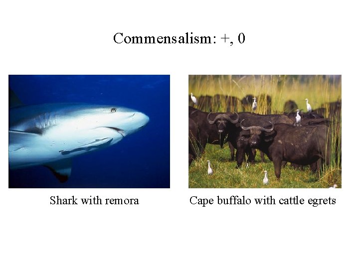 Commensalism: +, 0 Shark with remora Cape buffalo with cattle egrets 