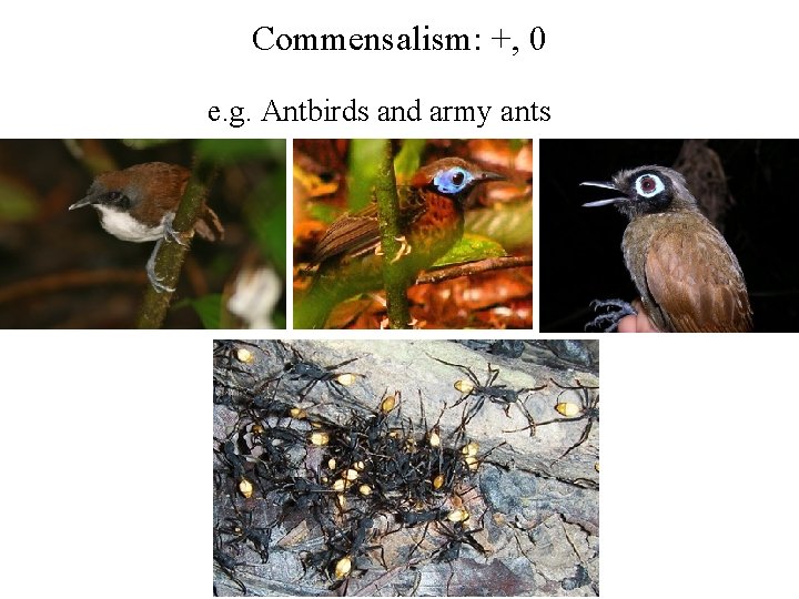 Commensalism: +, 0 e. g. Antbirds and army ants 