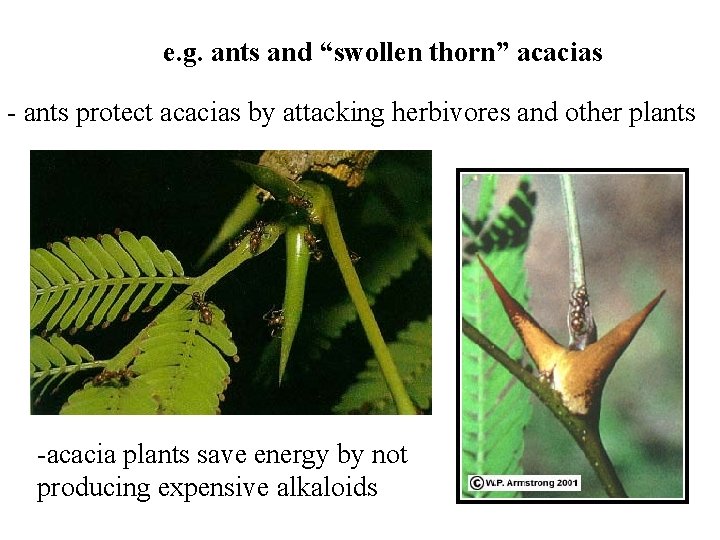 e. g. ants and “swollen thorn” acacias - ants protect acacias by attacking herbivores