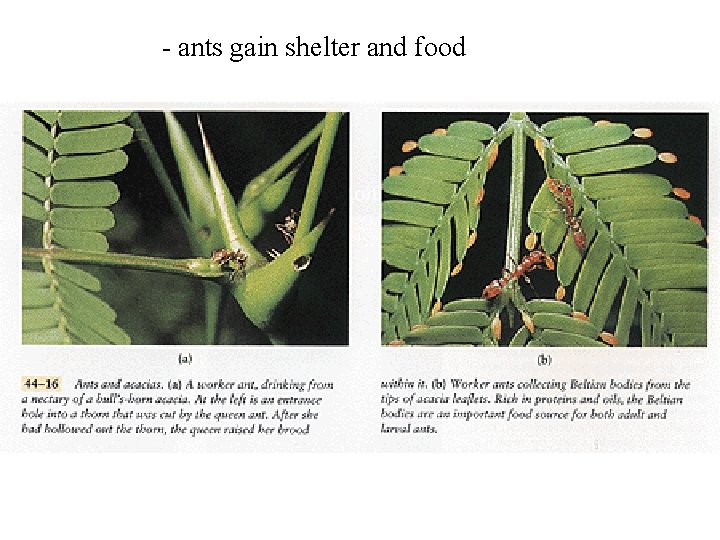 - ants gain shelter and food 