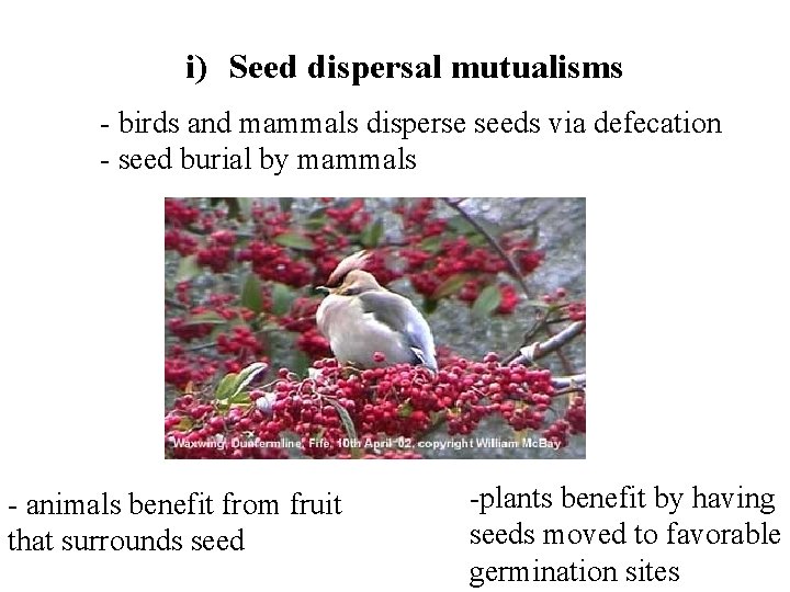 i) Seed dispersal mutualisms - birds and mammals disperse seeds via defecation - seed