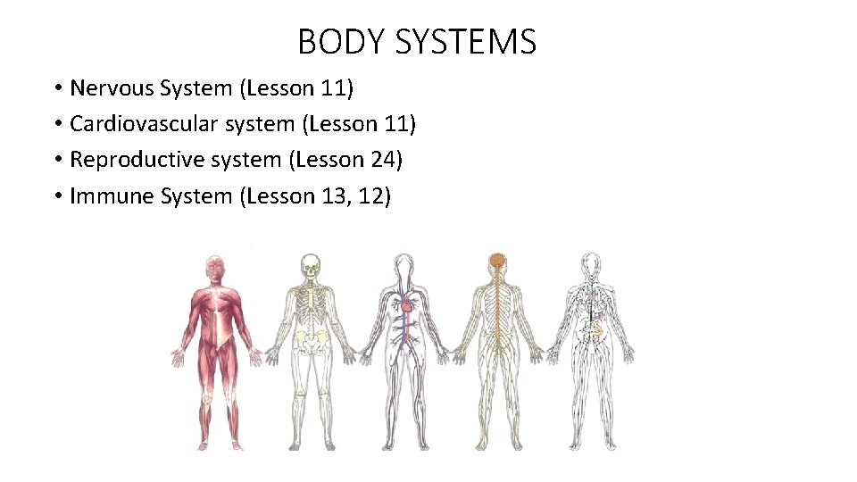BODY SYSTEMS • Nervous System (Lesson 11) • Cardiovascular system (Lesson 11) • Reproductive
