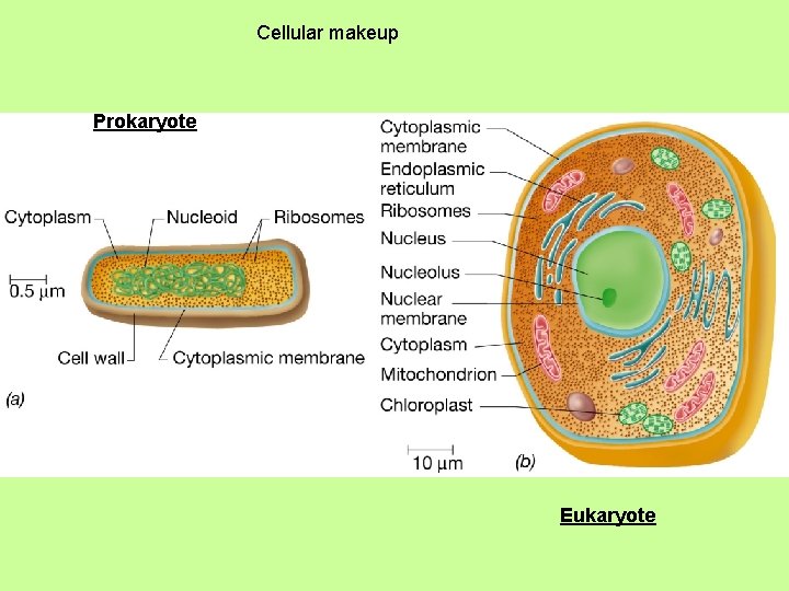 Cellular makeup Prokaryote Eukaryote 