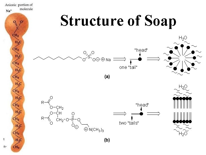 Structure of Soap 