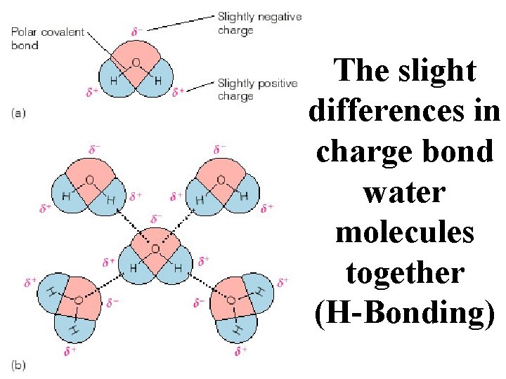 The slight differences in charge bond water molecules together (H-Bonding) 