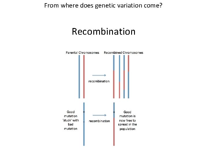 From where does genetic variation come? Recombination From where does genetic variation come? Recombination