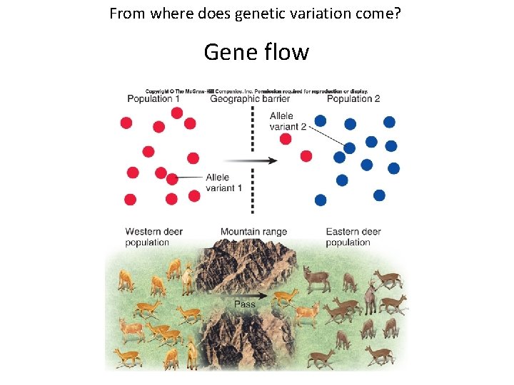 From where does genetic variation come? Gene flow From where does genetic variation come? Gene flow